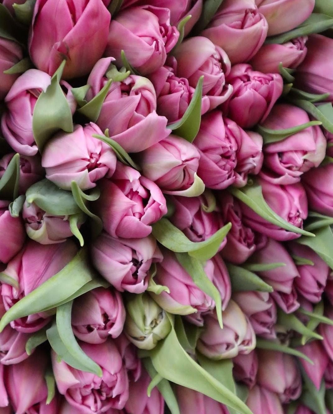 Pink Couture Tulips