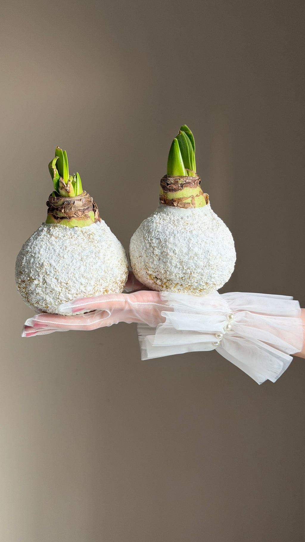 Amaryllis in the snow