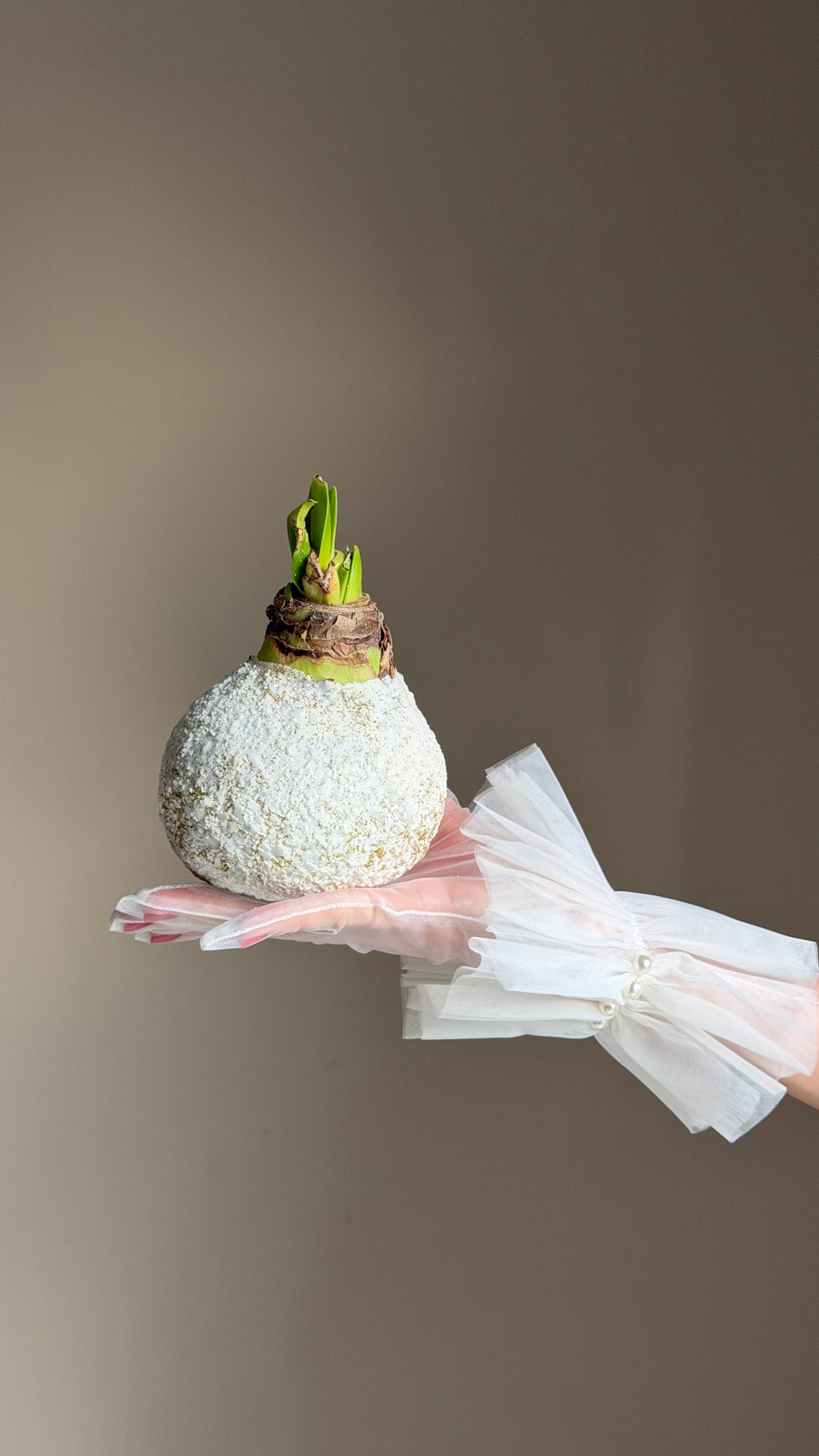 Amaryllis in the snow