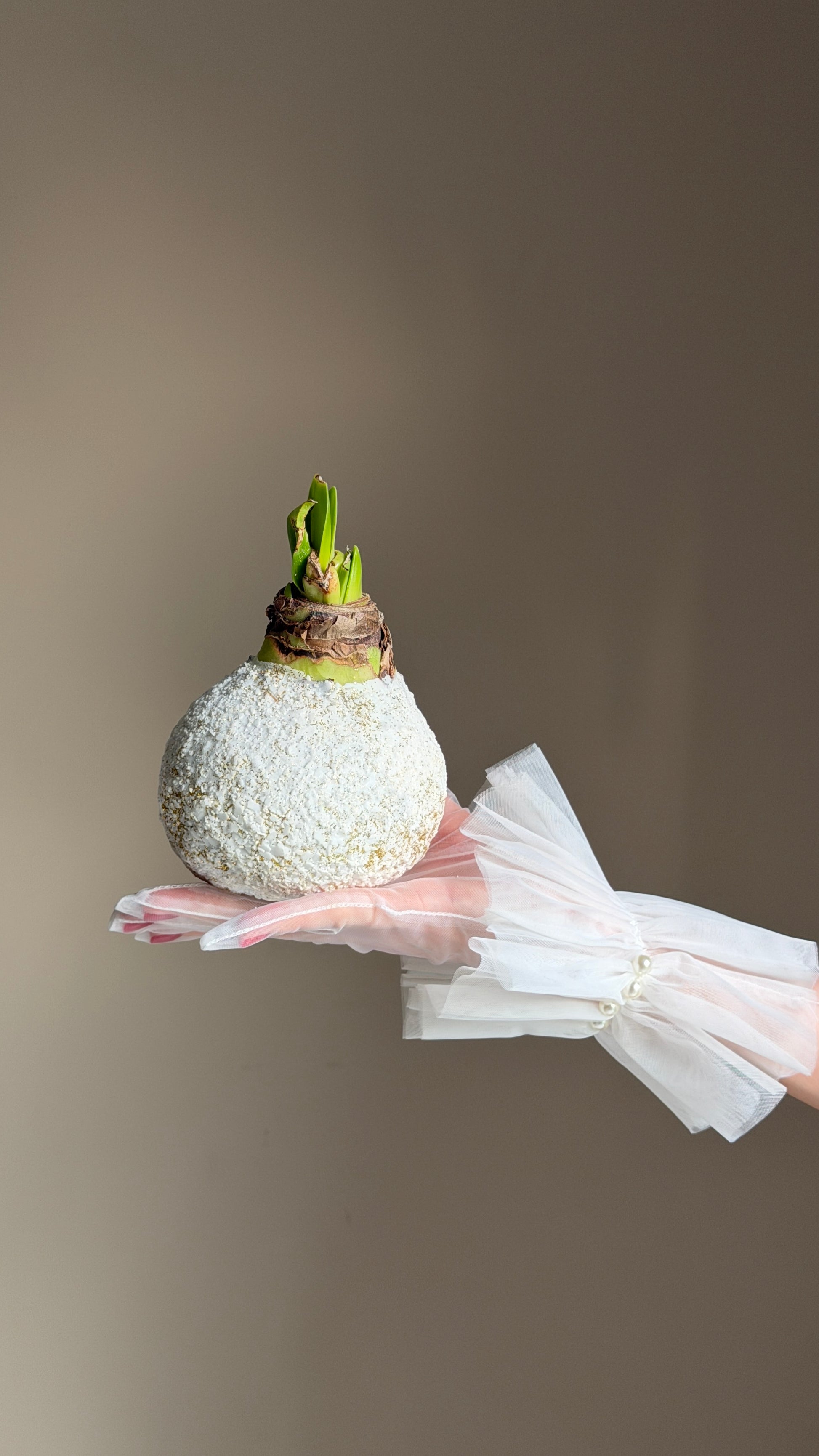 Амариллис в снегу