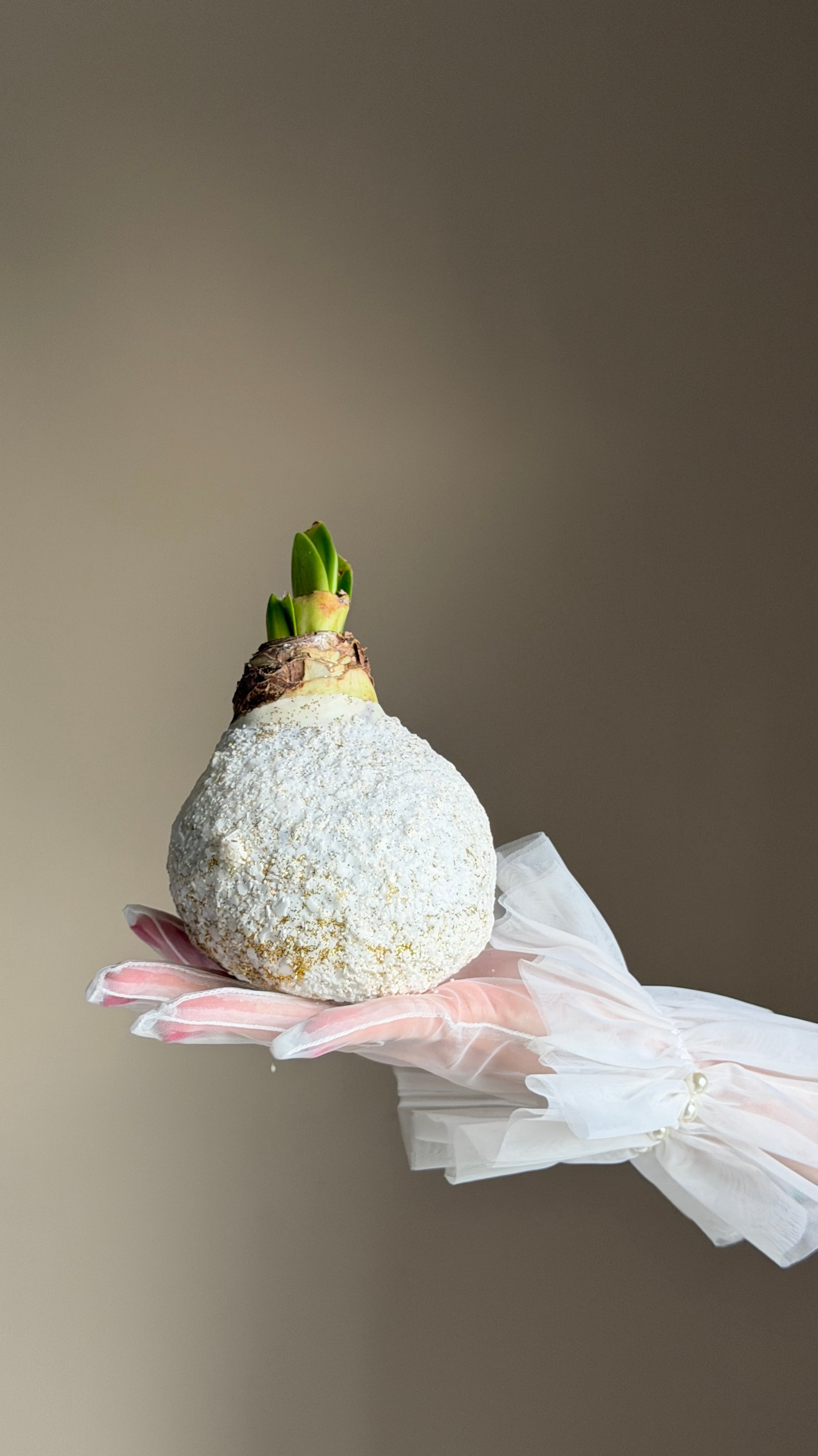 Амариллис в снегу