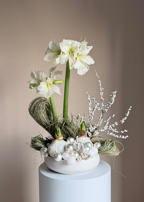 Amaryllis 'White Winter Fairytale'