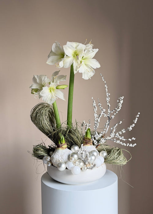 Amaryllis 'White Winter Fairytale'