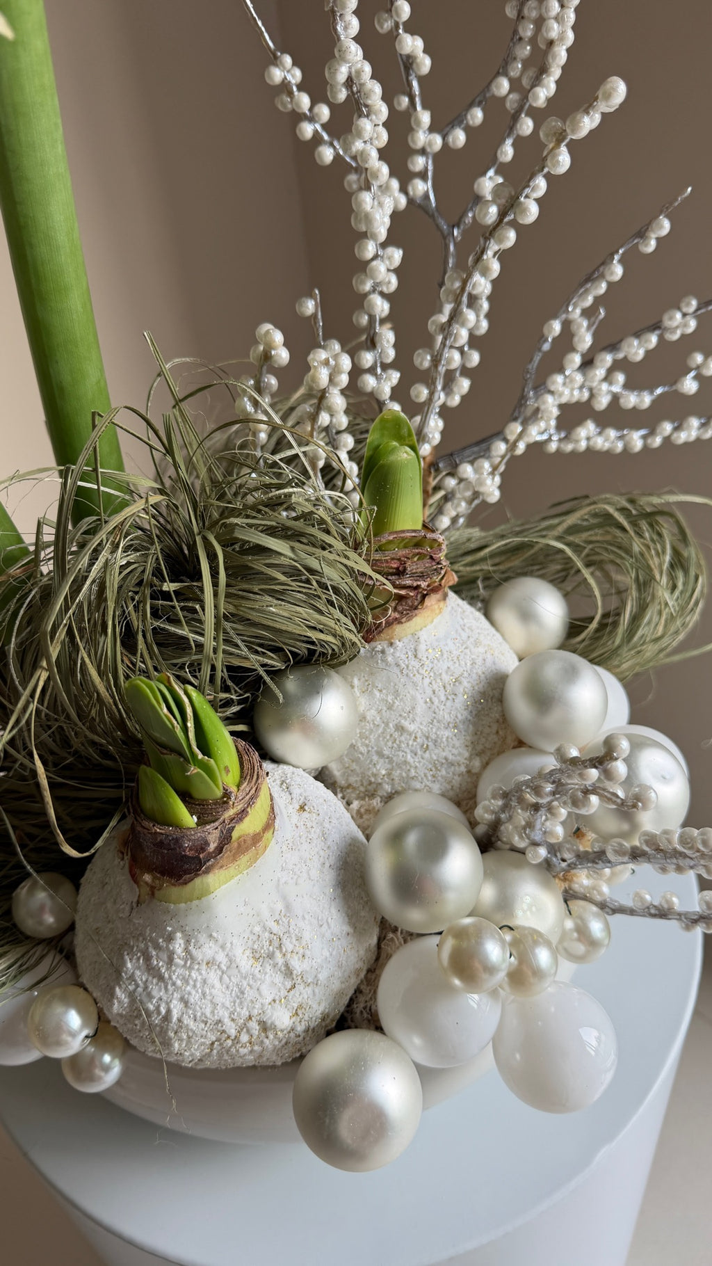 Amaryllis 'White Winter Fairytale'