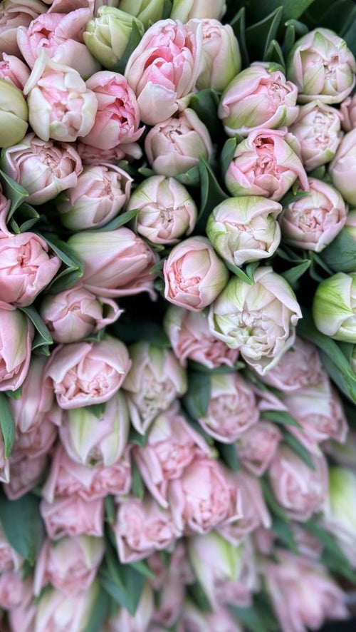 Blush Enchantress Tulips