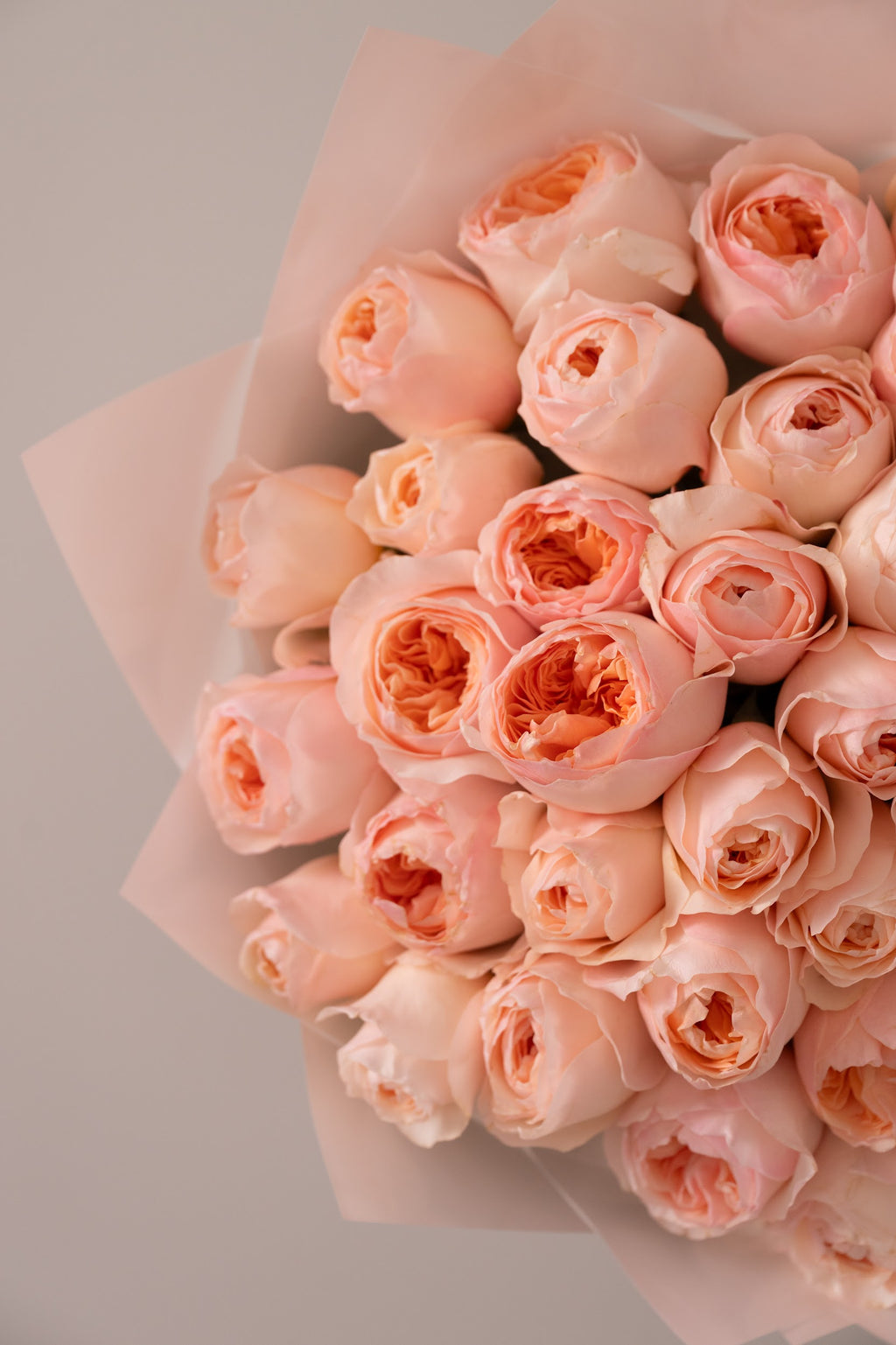 Luxury peony roses Julietta