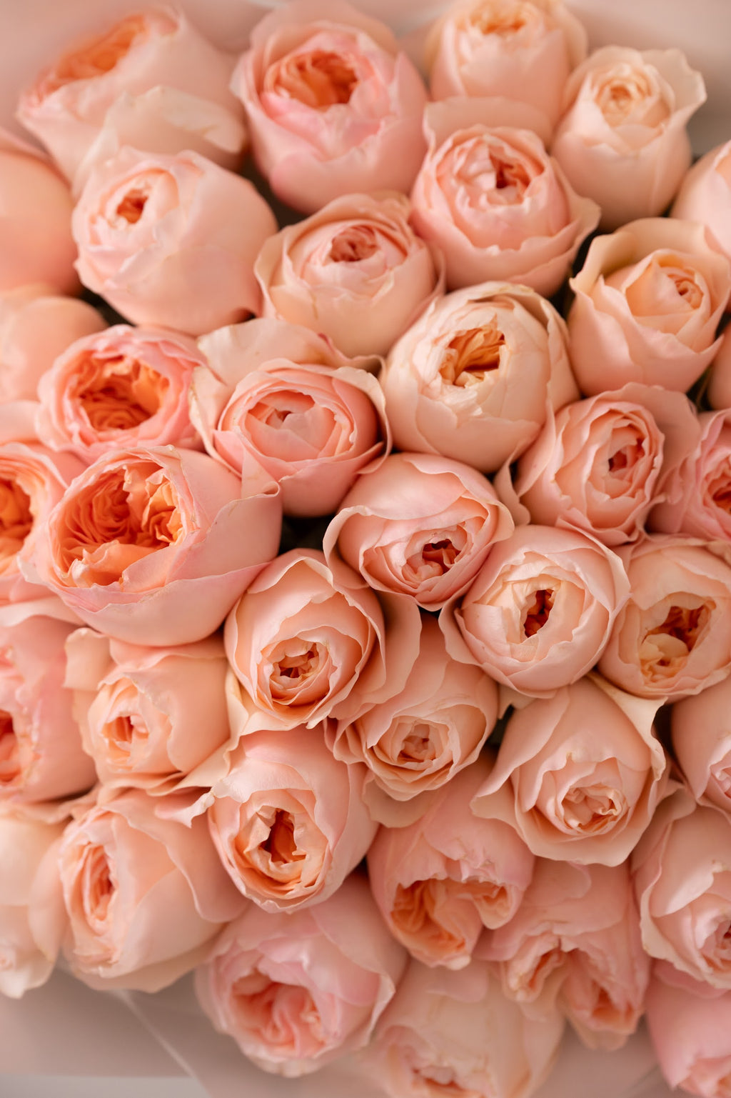 Luxury peony roses Julietta