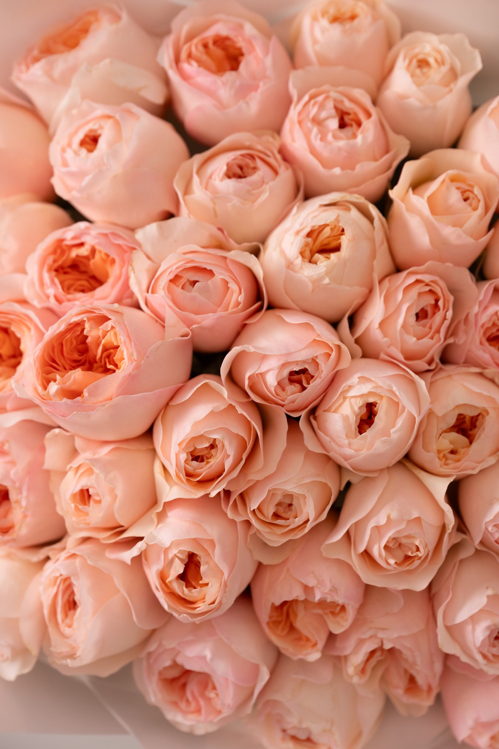 ورود الفاوانيا الفاخرة جوليتا