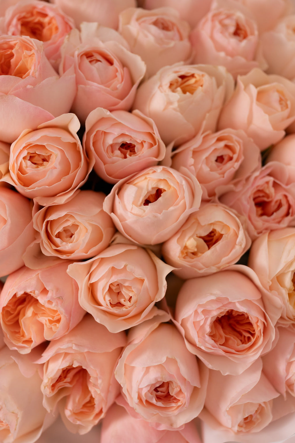 Luxury peony roses Julietta