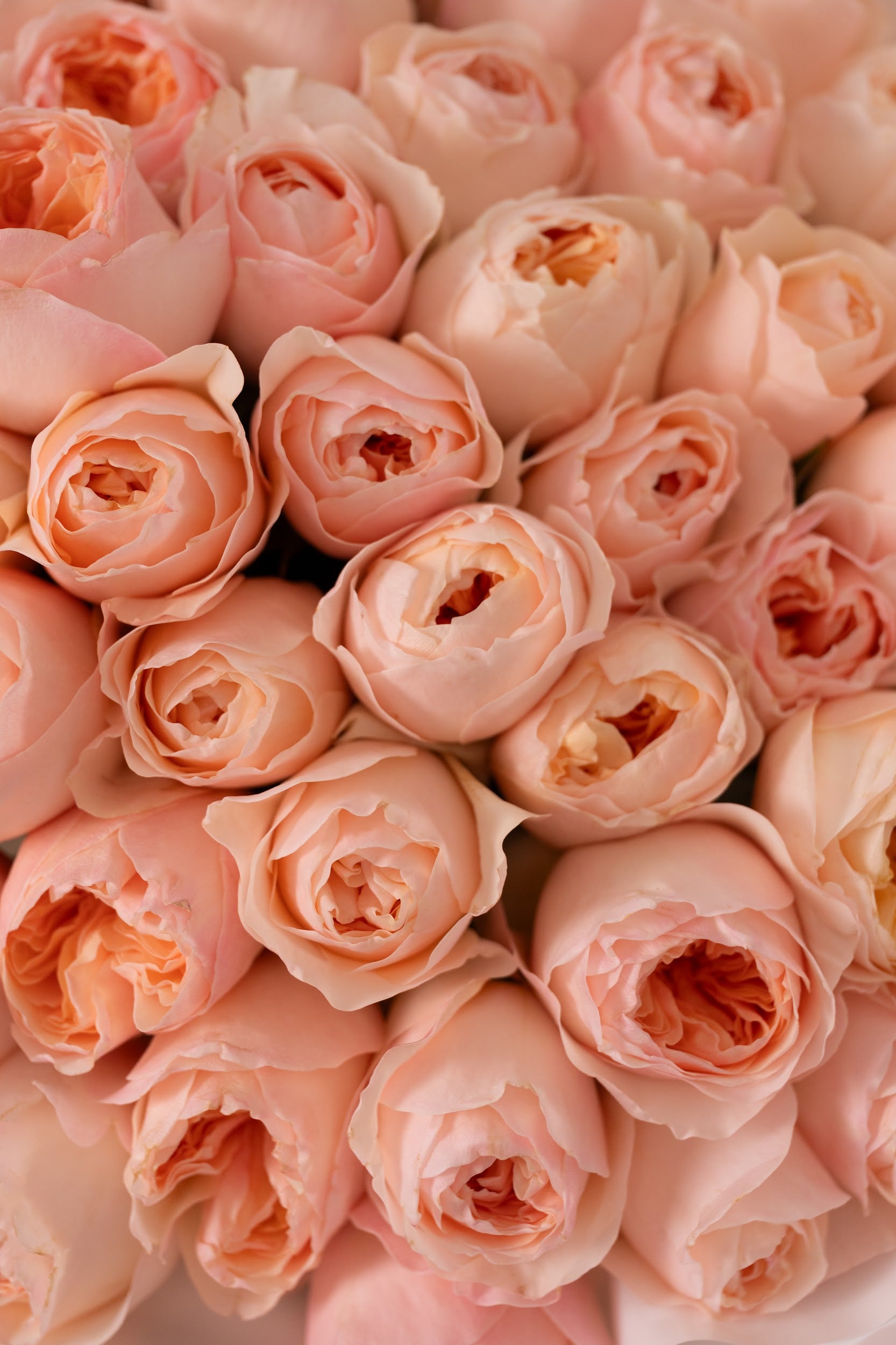 ورود الفاوانيا الفاخرة جوليتا