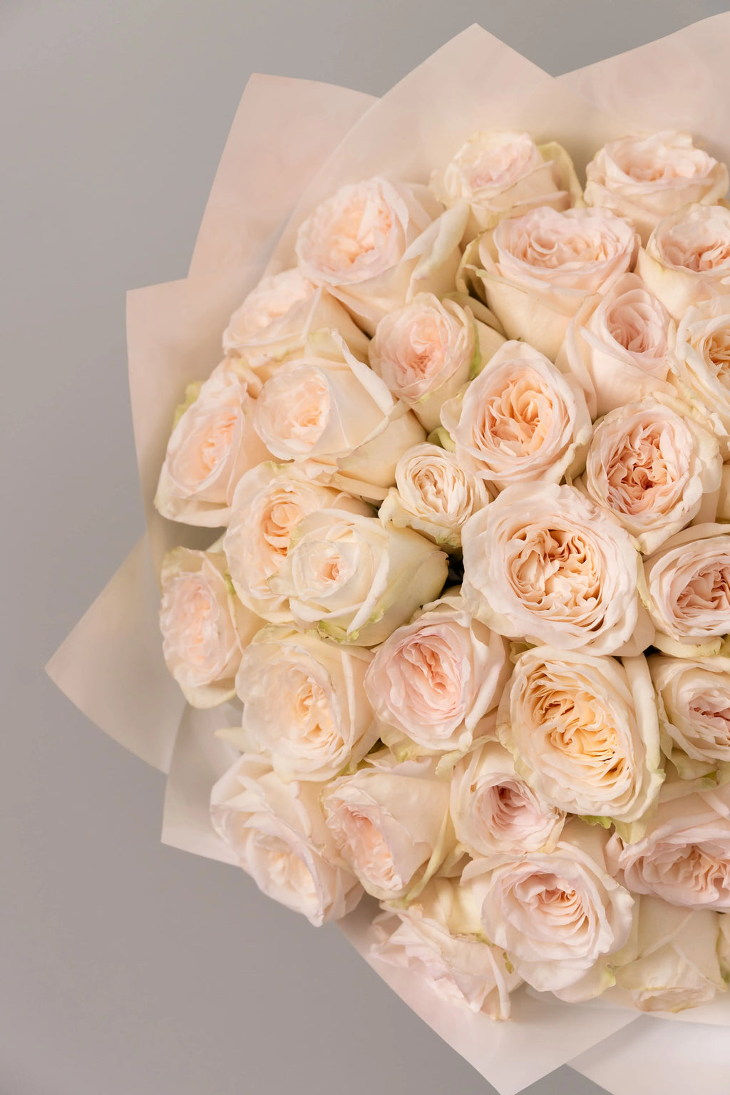 Peony Roses Ohara White