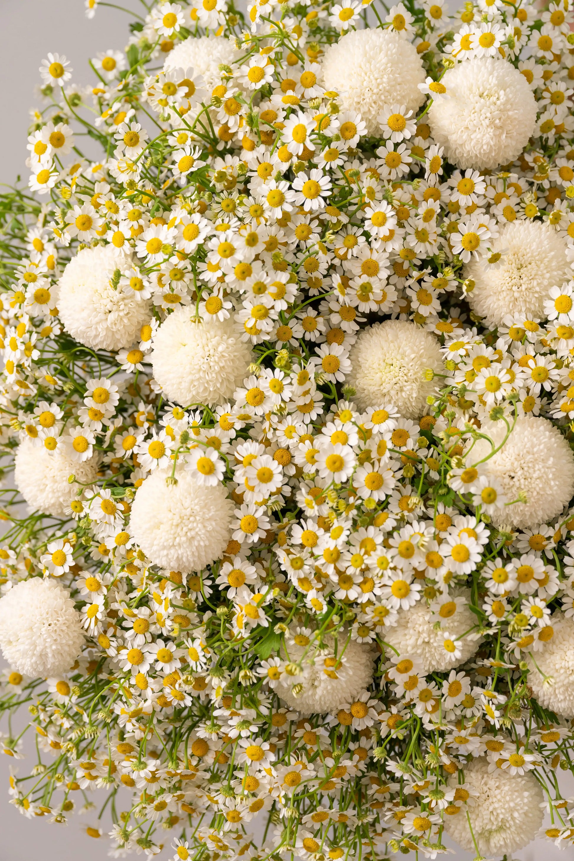 آيس كريم ديزي