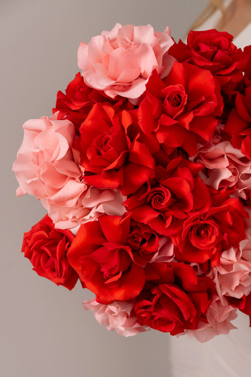 French roses Nina + Hermosa