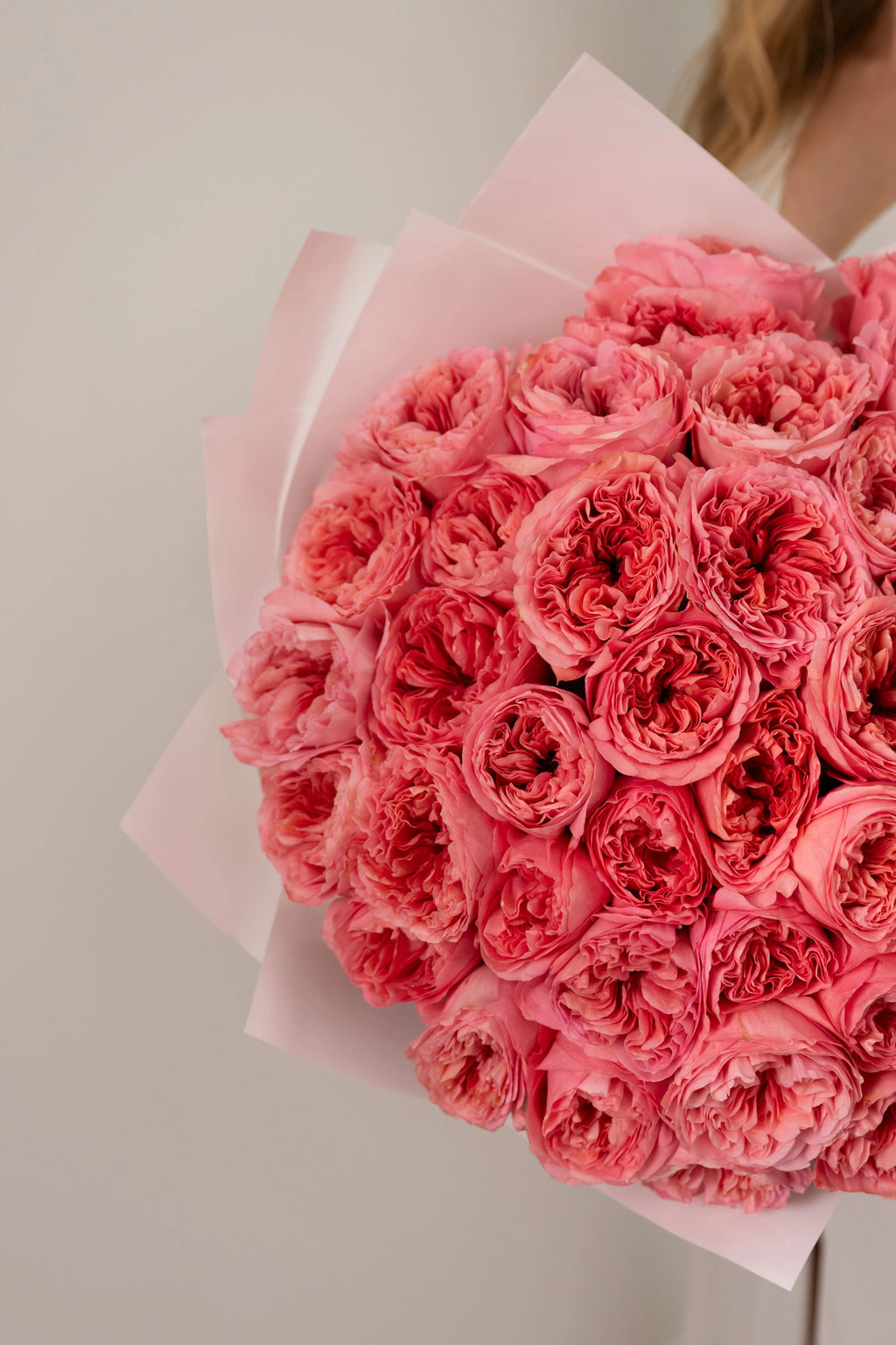 Peony roses Candy Expression