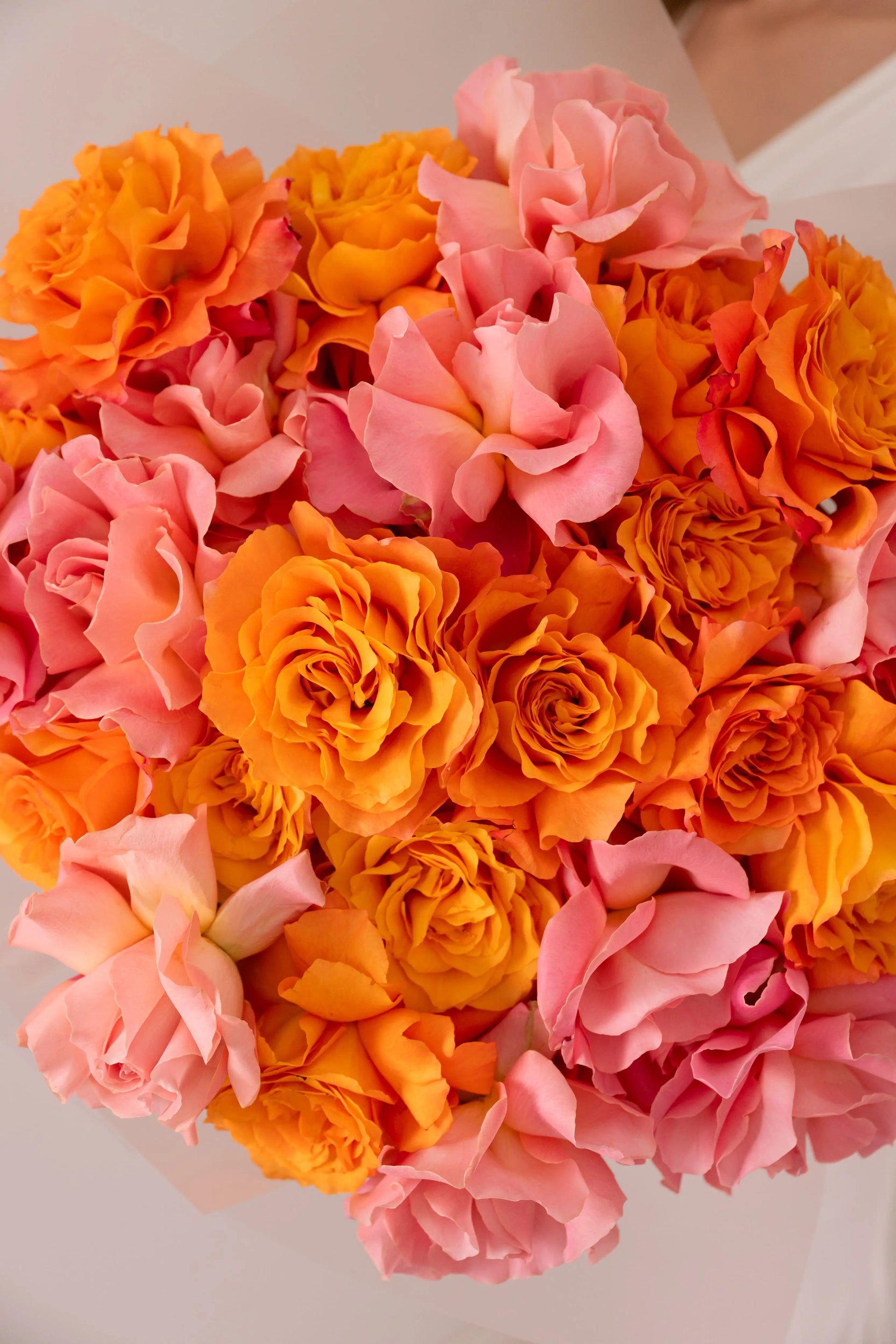 الورود الفرنسية فري سبيريت وهيرموسا 