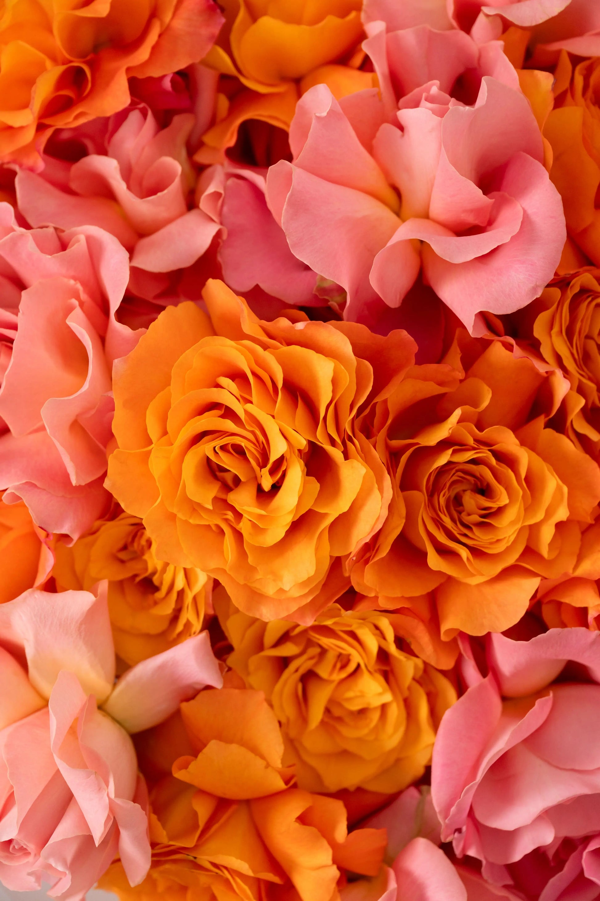 الورود الفرنسية فري سبيريت وهيرموسا 